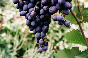 Ripe red grapes hang in a cluster on a green vine in the vineyard. Black maiden grapes, large bunch. Delicious and healthy fruits, fresh autumn harvest. Grapevine close-up.