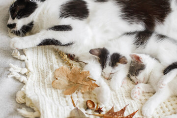 Autumn cozy mood. Cute cat sleeping with little kittens on soft bed in autumn leaves. Mother cat resting with her baby kittens in fall decorations on comfy bed in room. Motherhood.