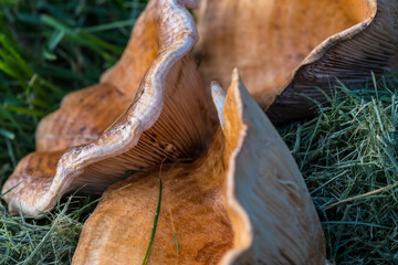 Mushrooms in the grass