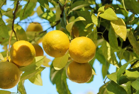 oranges growing on the tree in Seville Spain stock, photo, photograph, picture, image