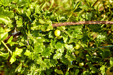Fresh green gooseberries. Green berries close-up on a gooseberry branch. Young gooseberries in the orchard on a shrub. Gooseberries in the orchard. Farm homestead with agricultural landings.