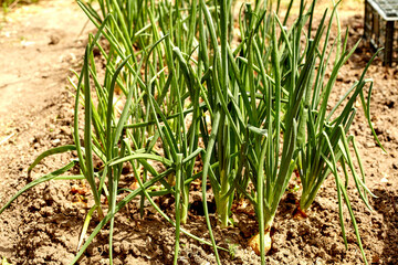 Fototapeta premium Garden bed with onions, gardening and farming concept. Onions growing in garden in rows in open ground in farm. Farm homestead with agricultural landings. Plants of vegetables, closeup view.