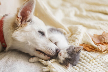 Cute white dog cleaning little sleepy kitten on soft bed in autumn leaves. Adoption concept. Dog...