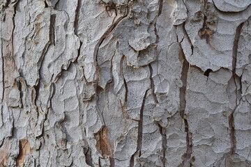 Verschiedene Baumrinden mit unterschiedlichen Struktur und Farben. 