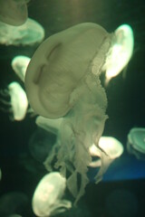  jellyfish moon bioluminescence bio fluorescent under blue lights, Moon Jellyfish variety swims underwater aquarium background stock, photo, 