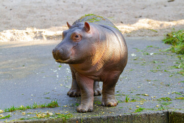 
baby hippo in the wild during the day