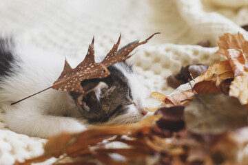 Adorable kitten sleeping in autumn leaves on soft blanket. Cute white and grey kitty relaxing on comfy bed in room. Autumn cozy mood.