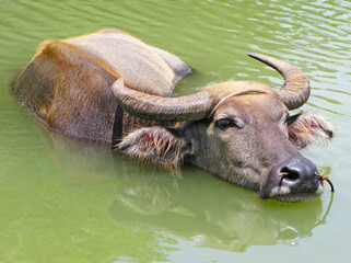 Close-up portrait of a big water buffalo carabao standing in a pool of water for cooling, Luzon, Philippines © Michael