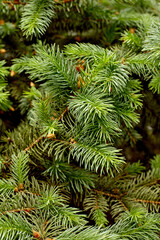 Texture of Christmas tree branches. A nice green fir branches. Atmospheric background for the of winter holidays. Close up..