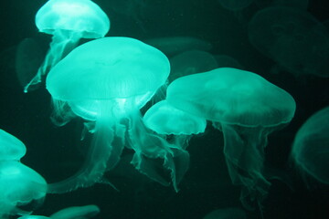  jellyfish moon bioluminescence bio fluorescent under blue lights, Moon Jellyfish variety swims underwater aquarium background stock, photo, 