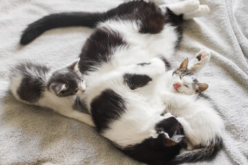 Adorable kittens sleeping with cat on soft bed, cute furry family. Mother cat resting with two little  kittens on comfy blanket in room, sweet  moment. Motherhood and adoption concept