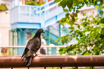 A lovely pigeon hangs out in the hip neighborhood of Nakameguro in Shibuya, in Tokyo, Japan, with colorful bridges behind.