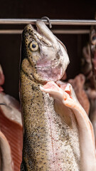 Fish food background - Close-up freshly caught salmon trout hang in the smoker to smoke ( portrait )