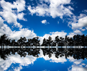 Reflection of fir trees and blue sky with fluffy white clouds that looks like a sound-wave effect. 
