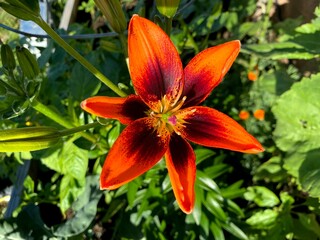 Fototapeta premium Orange and Red Tiger Lilly