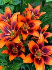 Orange and Red Tiger Lilly