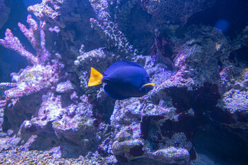 Fototapeta na wymiar Zebrasoma xanthurus on the coral reef. Colorful fish close up.