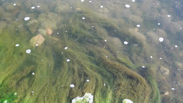 River bank with green algae and bubbles in the water