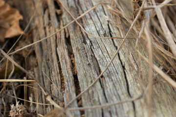 texture of wood