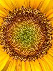 sunflowers blooming multicolored leaves