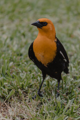 A orange bird