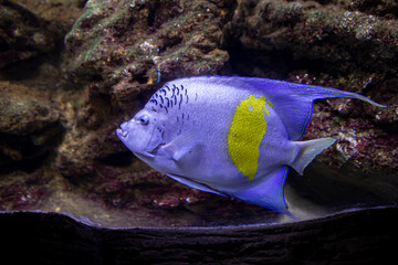 Fototapeta na wymiar Pomacanthus maculosus is a marine angelfish with common names including halfmoon, yellowband, yellowbar, Arabian yellowbar, yellow-blotch.