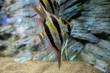Group of Pterophyllum (a small genus of freshwater fish from the family Cichlidae) known to most...