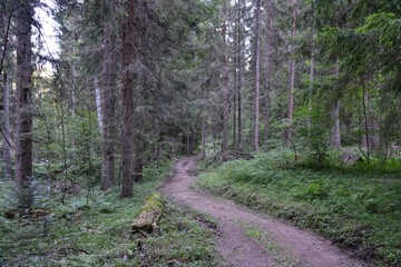 HDR photography of wild forest