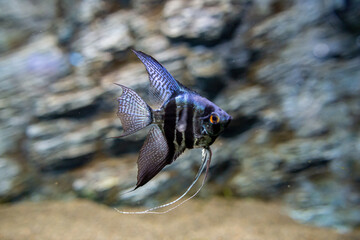 One of Pterophyllum (a small genus of freshwater fish from the family Cichlidae) known to most aquarists as angelfish.