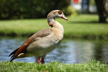 Egyptian Goose Perched Next to a Pond in the Mid-Day Summer Sun in South Florida