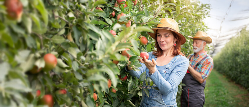Female farm worker harvesting apples in apple orchard