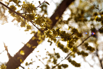 A branch of a tree with blooming flowers