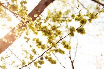 A branch of a tree with blooming flowers