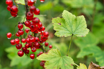 Clusters of red currants on branch.