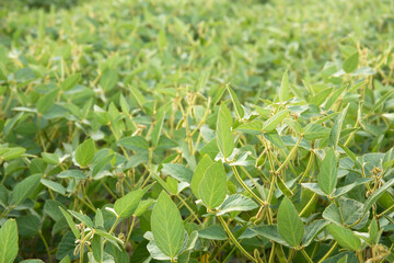 Rural landscape with fresh green soy field. Soybean field