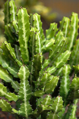 Beautiful detail of milk-striped euphorbia also known as euphorbia lactea, a resilient succulent...