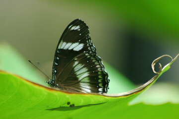 Fototapeta na wymiar Ventral view of a delicate White Admiral or Limenitis camilla butterfly with black and white camouflage on wings resting on a leaf under morning sunlight, with shallow depth of field and copy space