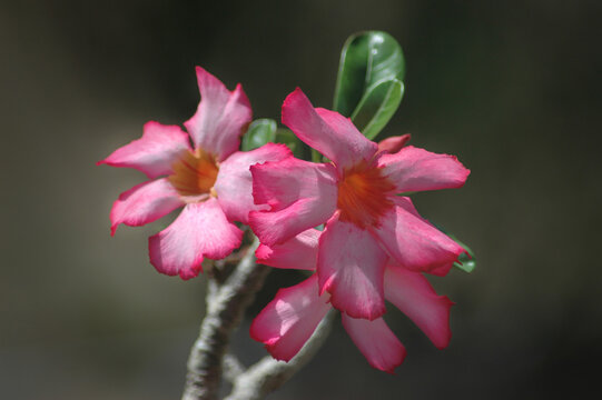 Adenium Obesum, beautiful tropical succulent shrub also known as desert rose or impala lily in the garden, grown for striking colorful flowers, resilience and for the ability to be potted as a bonsai