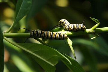 Two Caterpillars Reside on Green Stem of Bush Revealed by a Spot of Overhead Sun