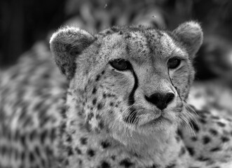 Portrait of  a cheetah, Masai Mara