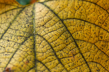 Yellow leaf macro texture. Aristolochia leaves with veins and structure close-up. Bright autumn background.