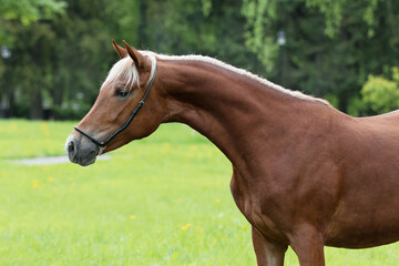 Portrait of a beautiful chestnut horse with mane stands on natural summer background, head closeup