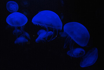 jelly fish in the water