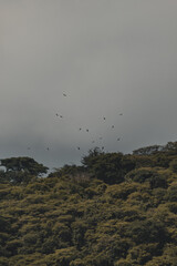 A lot of birds