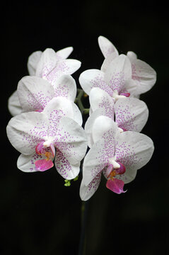 Delicate white orchid with purple spots known as Phalaenopsis or moth orchid against a dark background, exotic flower growing indoors or in tropical gardens perfectly adapted to low light and humidity
