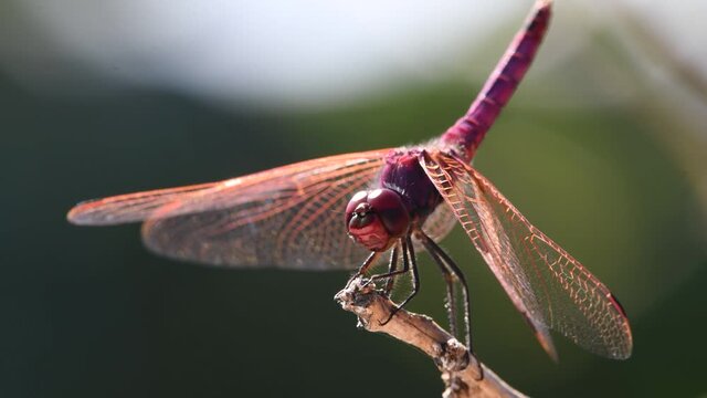 Purple dragonfly, resting on a tree branch, macro, bokeh effect.