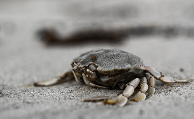 Fototapeta premium crab on sand