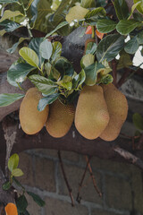 Fruit in a tree 