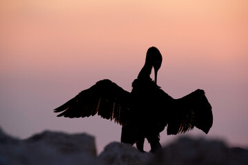 Silhouette of Socotra cormorant preening during sunset, Bahrain