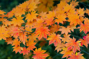 Bright autumn background. Japanese maple branch. Red foliage of maple. Natural background of vibrant orange leaves